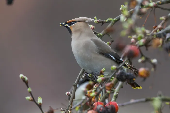 Framed Print : Waxwing (Bombycilla garrulus)