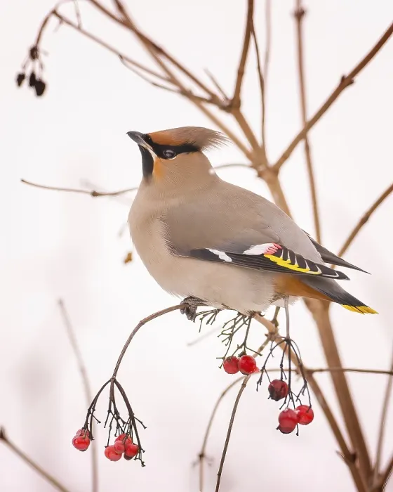 Framed Print : Waxwing (Bombycilla garrulus) foraging