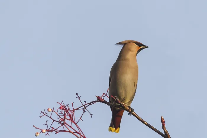 Framed Print : Waxwing perching on a branch close up