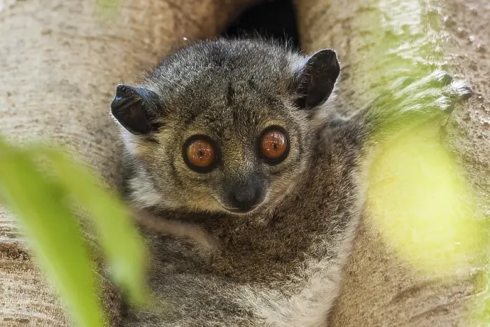Framed Print : Weasel sportive lemur (Lepilemur mustelinus)