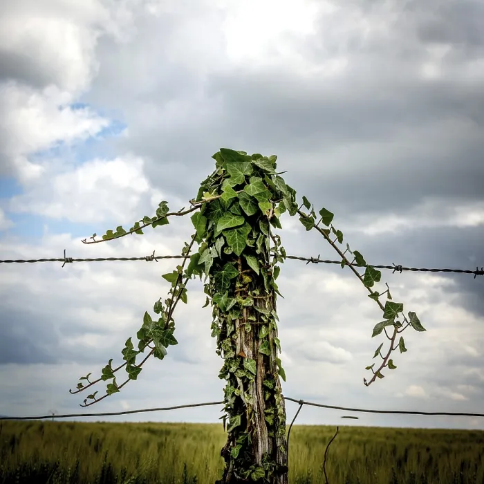 Framed Print : A weathered fence post is enveloped in climbing vines