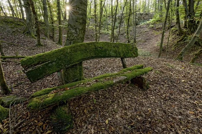 Framed Print : Weathered, rotten and mossy bench made of rough wooden planks Framed Print : Weathered, rotten and mossy bench made of rough wooden planks