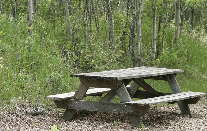 Framed Print : A weathered wooden picnic table set in a forest of birch trees in spring in Winnipeg Framed Print : A weathered wooden picnic table set in a forest of birch trees in spring in Winnipeg