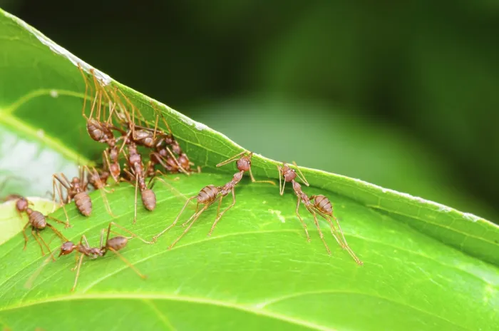 Framed Print : Weaver Ants or Green Ants (Oecophylla smaragdina) are working together to building a nest in Thailand Framed Print : Weaver Ants or Green Ants (Oecophylla smaragdina) are working together to building a nest in Thailand