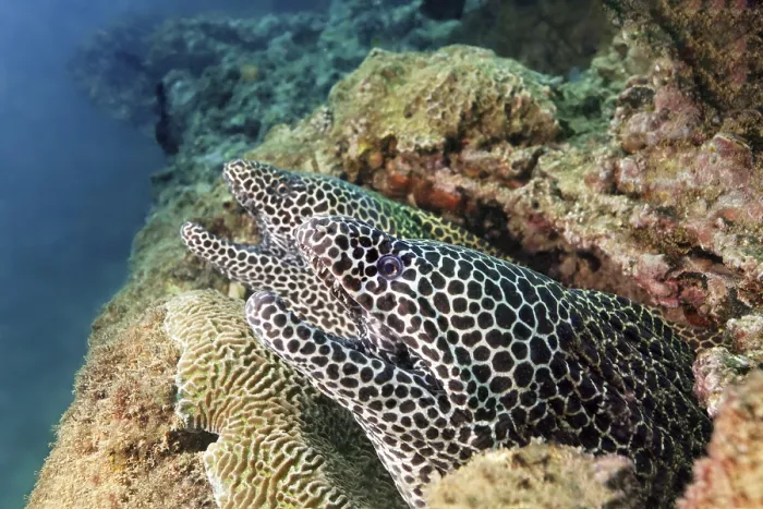 Framed Print : Two web moray eels (Gymnothorax favagineus)