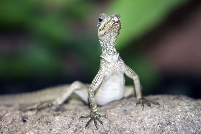 Framed Print : Weber's sailfin lizard (Hydrosaurus weberi)