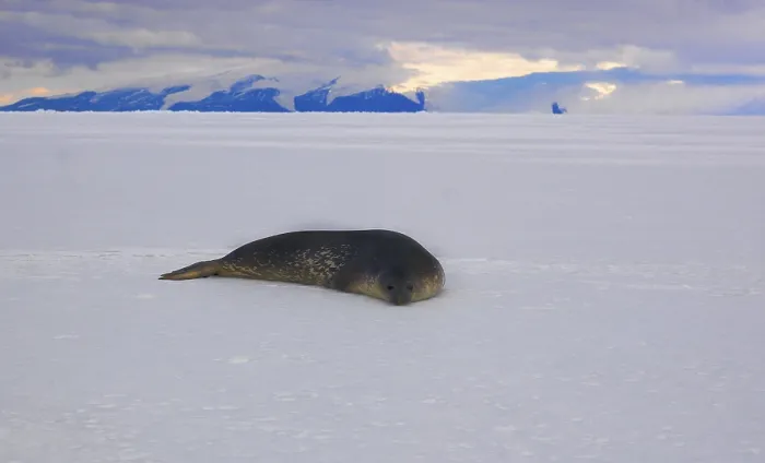 Framed Print : Weddell Seal (Leptonychotes weddellii) on the ice in McMurdo Sound Framed Print : Weddell Seal (Leptonychotes weddellii) on the ice in McMurdo Sound