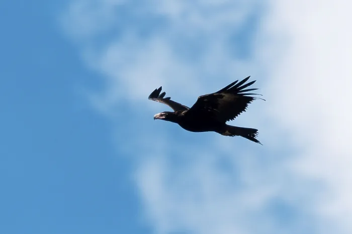 Framed Print : Wedge-tailed Eagle (Aquila audax)