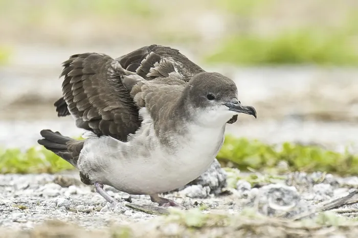 Framed Print : Wedge-tailed Shearwater (Ardenna pacifica) Framed Print : Wedge-tailed Shearwater (Ardenna pacifica)