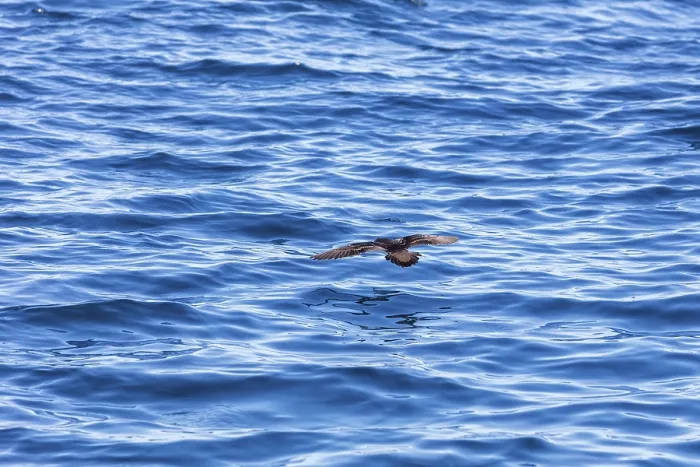 Framed Print : Wedge-tailed Shearwater (Ardenna pacifica)