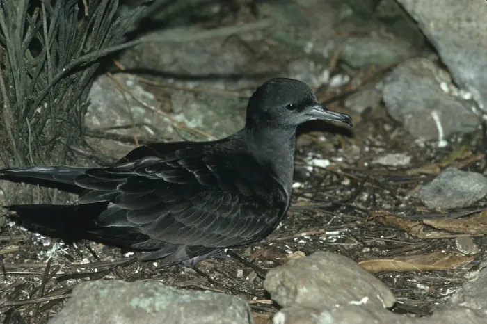Framed Print : Wedge-tailed Shearwater (Puffinus pacificus)