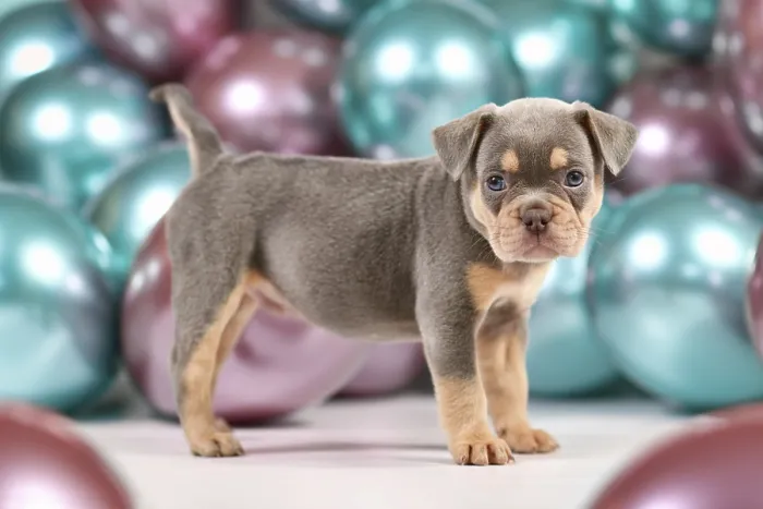 Framed Print : Six weeks old healthy lilac orange tan French Bulldog dog puppy with tail standing in front of colorful balloons Framed Print : Six weeks old healthy lilac orange tan French Bulldog dog puppy with tail standing in front of colorful balloons