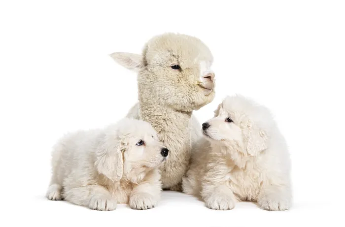 Framed Print : Eight weeks old puppies Maremma being impregnated with a young alpaca