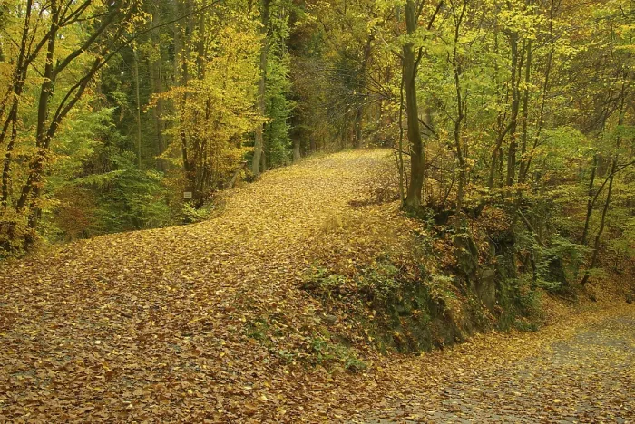 Framed Print : Weg im Herbstwald, Weg im Herbstwald