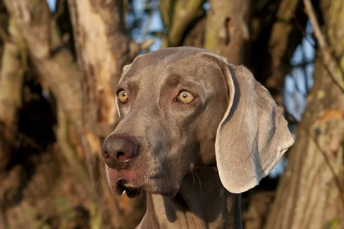 Framed Print : Weimaraner, hunting dog, portrait