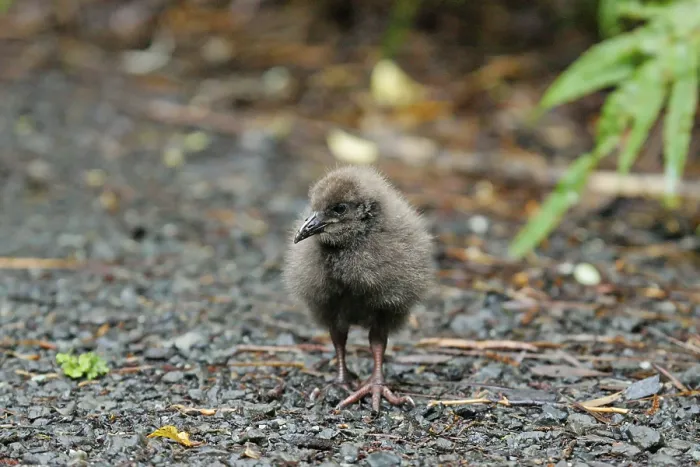 Framed Print : Weka (Gallirallus australis) chick foraging
