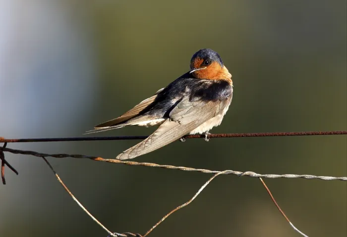 Framed Print : Welcome Swallow (Hirundo neoxena)