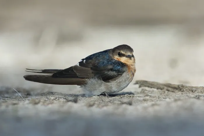 Framed Print : Welcome Swallow (Hirundo neoxena) Framed Print : Welcome Swallow (Hirundo neoxena)
