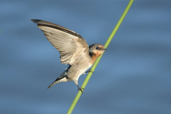 Framed Print : Welcome Swallow (Hirundo neoxena) Framed Print : Welcome Swallow (Hirundo neoxena)