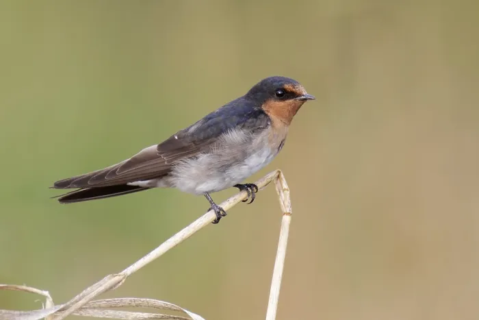 Framed Print : Welcome Swallow (Hirundo neoxena)