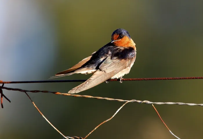 Framed Print : Welcome Swallow (Hirundo neoxena) adult Framed Print : Welcome Swallow (Hirundo neoxena) adult
