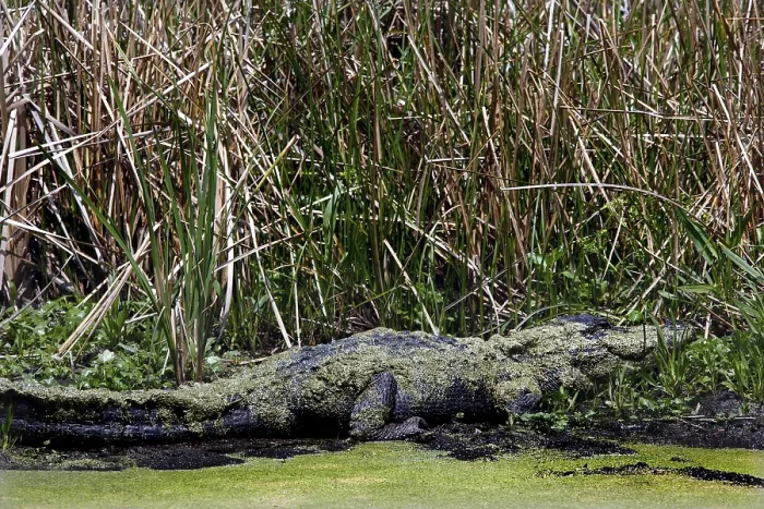 Framed Print : A well-camouflaged alligator lies on the edge of the swamp
