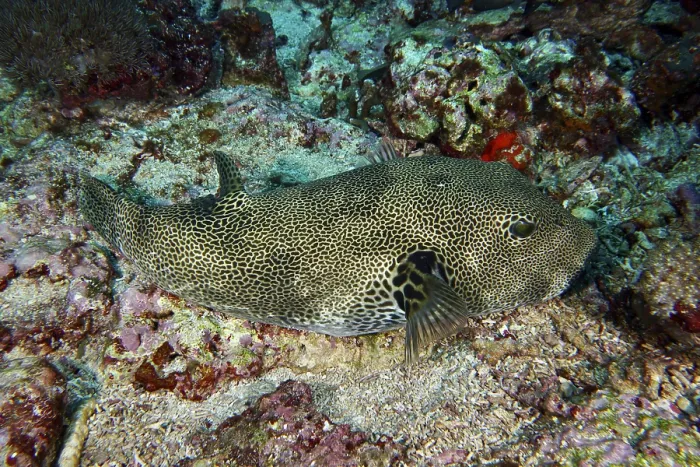 Framed Print : Well-camouflaged pufferfish, giant pufferfish (Arothron stellatus) Framed Print : Well-camouflaged pufferfish, giant pufferfish (Arothron stellatus)