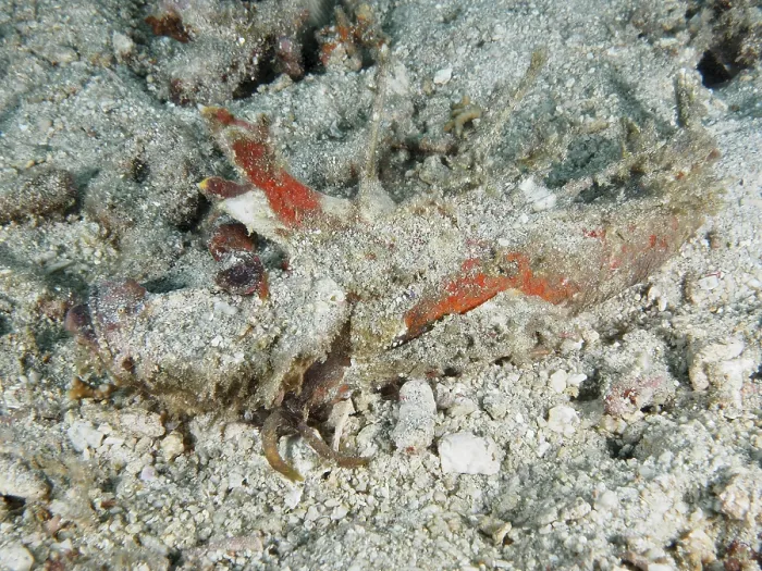 Framed Print : A well-camouflaged spiny devil fish (Inimicus didactylus) lies hidden on the sandy seabed