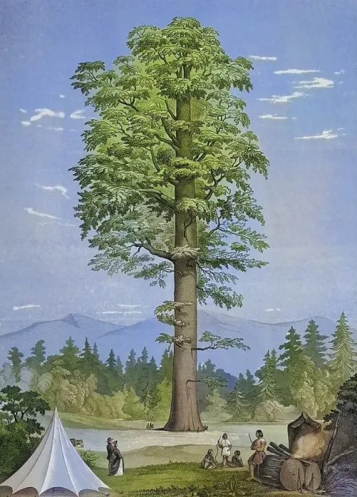 Framed Print : Wellingtonia gigantea, giant sequoia, Sequoiadendron giganteum, plant and flower, digitally reworked reproduction of an original from the 19th century Framed Print : Wellingtonia gigantea, giant sequoia, Sequoiadendron giganteum, plant and flower, digitally reworked reproduction of an original from the 19th century
