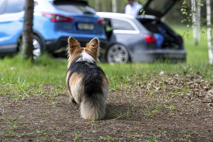Framed Print : Welsh Corgi dog on the ground next to the car Framed Print : Welsh Corgi dog on the ground next to the car