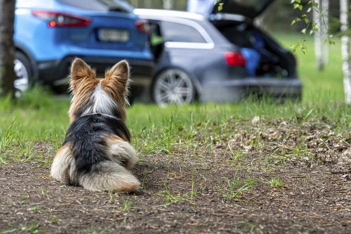 Framed Print : Welsh Corgi dog lying down on the ground next to the car