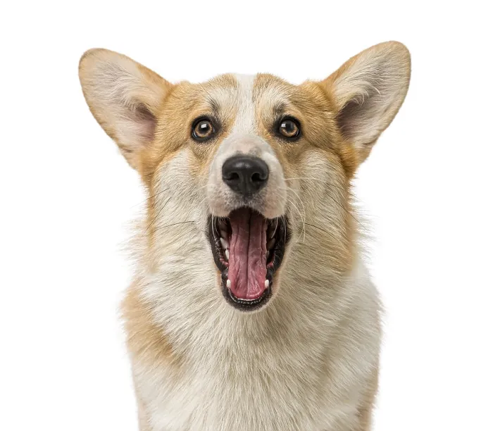 Framed Print : Welsh Corgi Pembroke (7 months old)