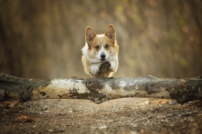 Framed Print : A Welsh Corgi Pembroke dog jumps through a tree on a forest path