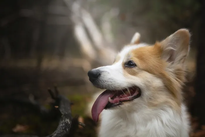 Framed Print : A Welsh Corgi Pembroke dog sitting in the woods