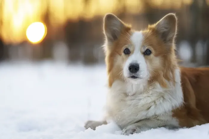 Framed Print : Welsh Corgi Pembroke dog in winter scenery during sunset