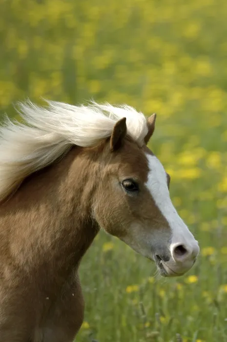 Framed Print : Welsh pony mare in motion in the dandelion Framed Print : Welsh pony mare in motion in the dandelion