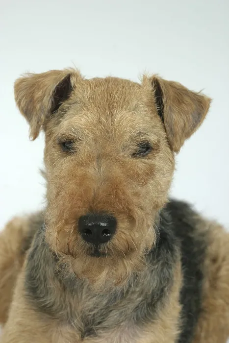 Framed Print : Welsh-Terrier