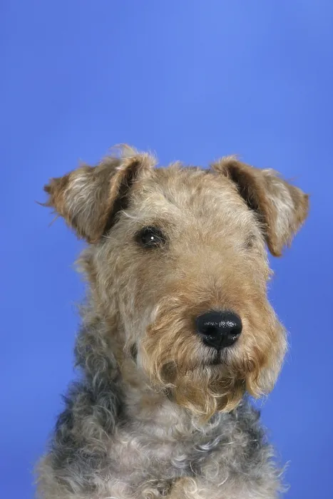 Framed Print : Welsh-Terrier