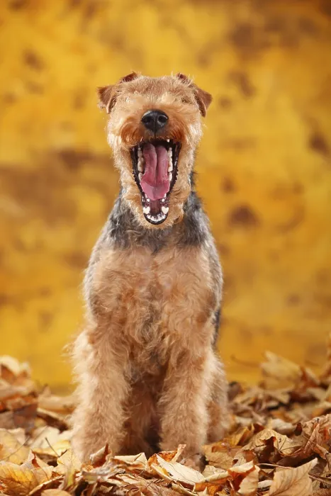 Framed Print : Welsh Terrier, bitch, autumn leaves