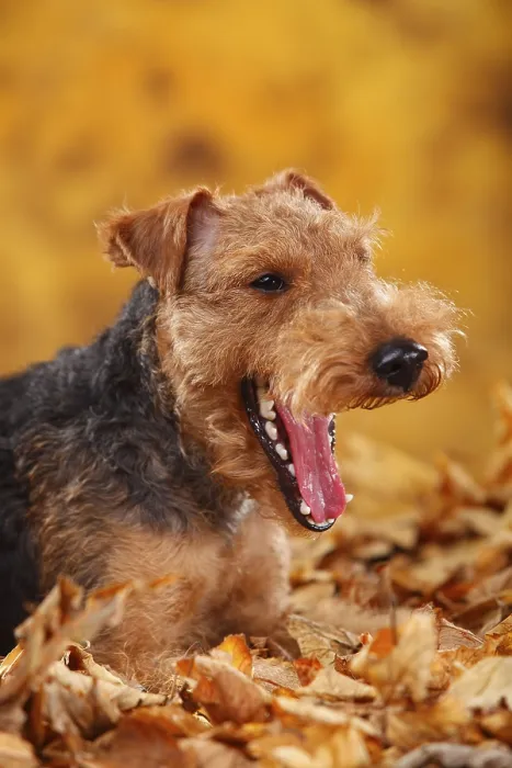 Framed Print : Welsh Terrier, bitch, autumn leaves Framed Print : Welsh Terrier, bitch, autumn leaves