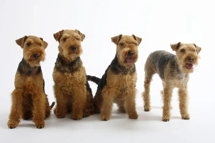 Framed Print : Welsh Terrier, bitches