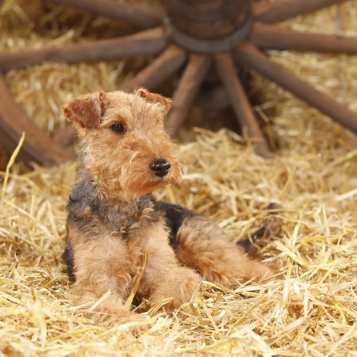 Framed Print : Welsh Terrier, female