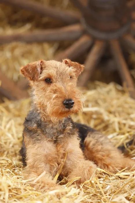 Framed Print : Welsh Terrier, female Framed Print : Welsh Terrier, female