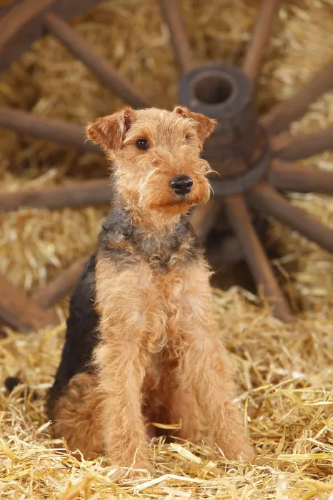 Framed Print : Welsh Terrier, female