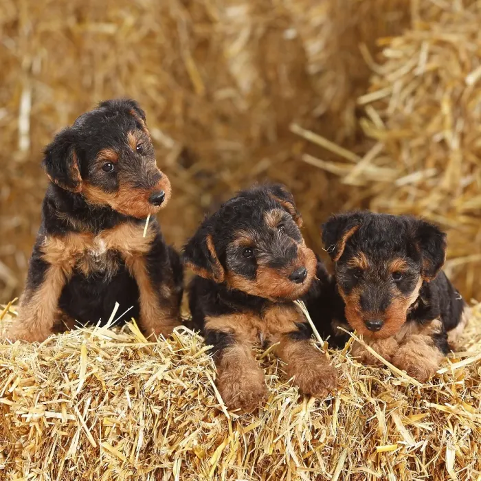 Framed Print : Welsh Terrier, puppies, 7 weeks
