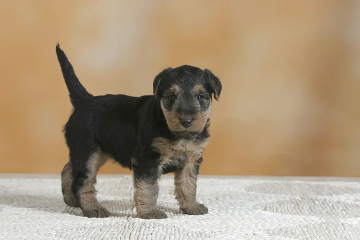 Framed Print : Welsh Terrier Puppy Framed Print : Welsh Terrier Puppy