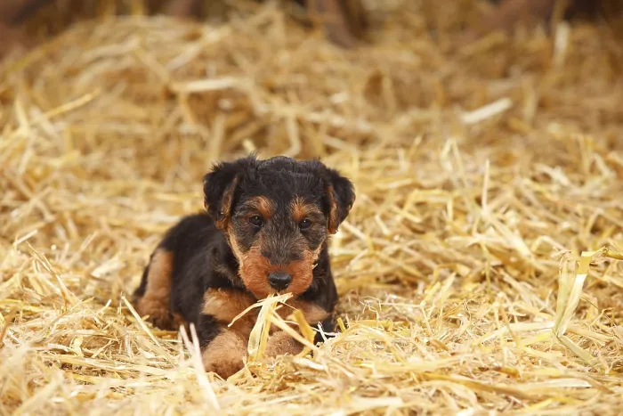 Framed Print : Welsh terrier, puppy, 7 weeks