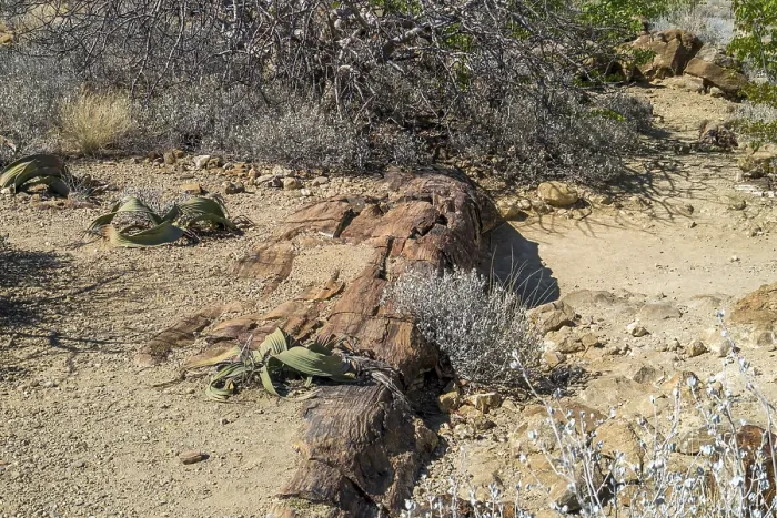 Framed Print : Welwitschia (Welwitschia mirabilis)