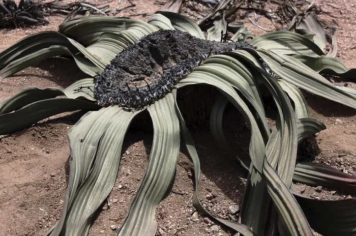 Framed Print : Welwitschia (Welwitschia mirabilis namibiensis)