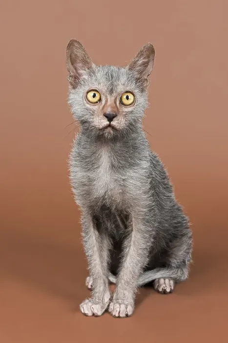 Framed Print : Werewolf cat, Lykoi, kitten, 6 months, studio shot Framed Print : Werewolf cat, Lykoi, kitten, 6 months, studio shot